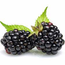 Berry Blackberries