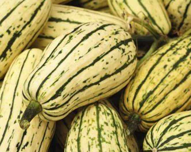 Delicata squash