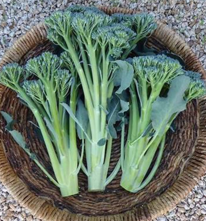 Broccolini