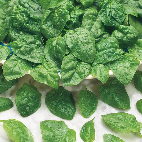 Spinach 8oz bag