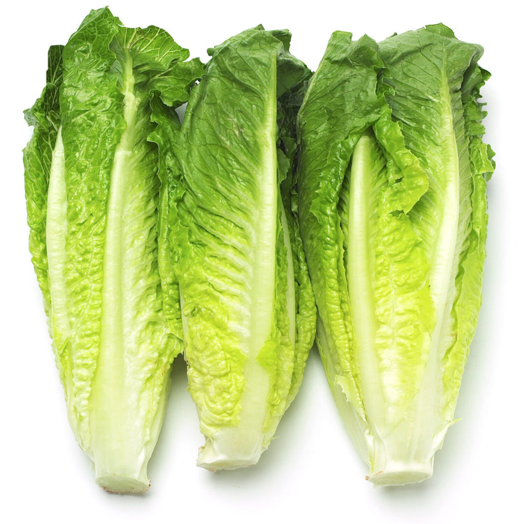 Romaine Lettuce